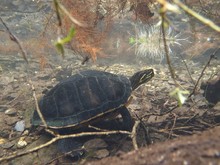 Florida-Rotbauch-Schmuckschildkröte