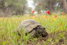 ~ Testudo graeca ibera ~