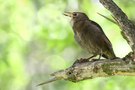 Jungvogel - Sturnus Vulgaris - Der Star