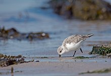 Ein anderer Sanderling ...