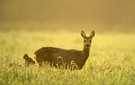 Begegnung vor Sonnenaufgang