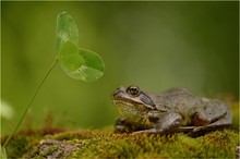 Grasfrosch