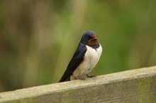 Rauchschwalbe wartet darauf ins Nest fliegen zu können