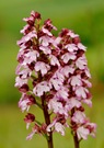 Orchis purpurea