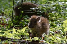 Unter WIldschweinen - zwischen den Fronten