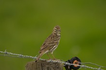 Wiesenpieper