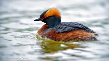 Ohrentaucher (Podiceps auritus) ...