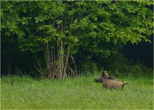 Wildschwein