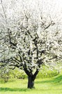 so schön war der Frühling mal....