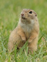 Europäisches Ziesel (Spermophilus citellus) oder Schlichtziesel