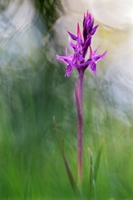 Dactylorhiza majalis