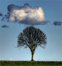 Baum mit Wolke