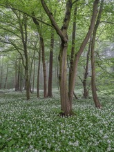 Bärlauchwald im Morgendunst 2