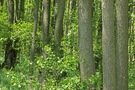 Kein Rotbuchen-, kein Hainbuchenwald sondern wenig augfgeräumter jüngerer . naturnaher Erlenwald ,....