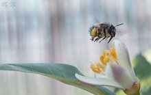 Bereit für die nächste Blüte