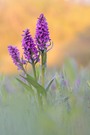 Breitblättriges Knabenkraut (Dactylorhiza majalis)