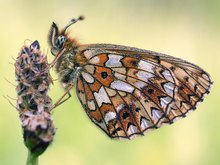 Boloria selene