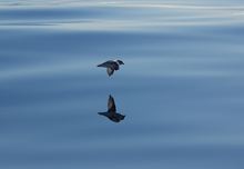 einsamer (nördlicher) Eiststurmvogel in der Arktis