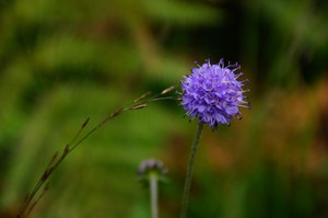 Kleine Blume in den Highlands