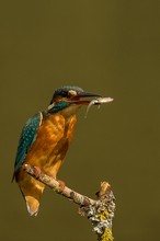 weiblicher Eisvogel