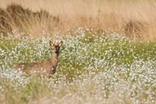 Rehbock im Wollgras