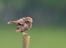 Steinkauz (athene noctua)