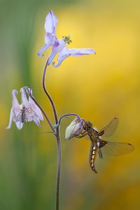 Plattbauch Libellula depressa