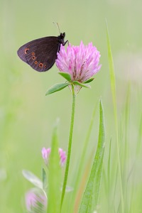 Randaugenmohrenfalter