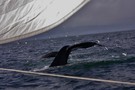 abtauchende Wale....#2
