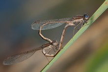 Winter Damselfly