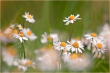 Gänseblümchen überall... ;-)