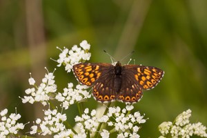 Schlüsselblumen Würfelfalter