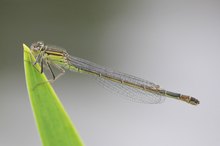 Große Pechlibelle (Ischura elegans)