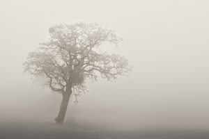 Baum im Frühlingsnebel