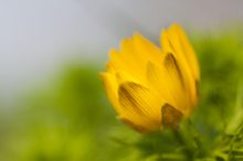 Frühlings-Adonis