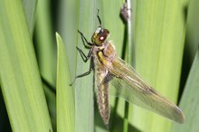 Vierfleck (Libellula quadrimaculata)