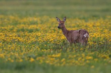 Reh im Schlaraffenland