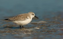 Sanderling