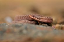 Vipera berus