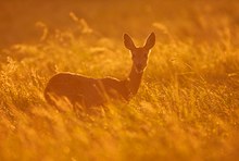 Reh bei Sonnenuntergang