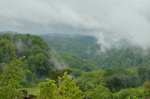 Borealer Regenwald