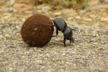 Dung beetle