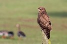 Bussard