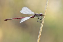 Pyrrhosoma nymphula – Frühe Adonislibelle