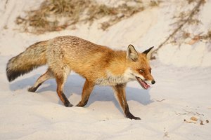 Strandfuchs