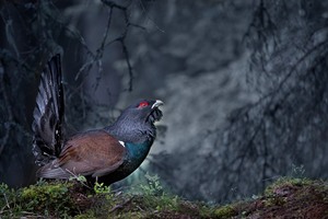 Die Balz im Bergwald