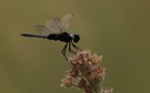 Libelle in Ruhestellung