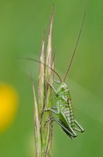 Grashüpfer