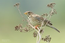 Grauammer  (Emberiza calandra)