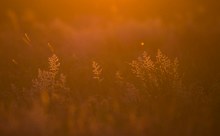 Graslandschaft